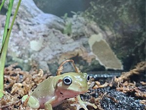 Frog